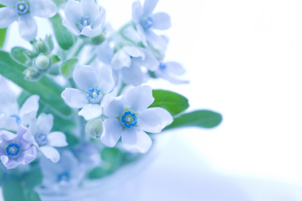ブルーの花